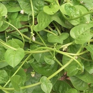 30 เมล็ด ผักปลัง ผักปั๋ง ผักปลังเขียว Giant Malabar Spinach Seeds