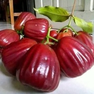 Bibit Jambu Citra Super Bibit Jambu Air Citra Okulasi