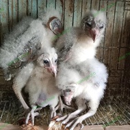 Burung hantu barn owl tyto alba anakan
