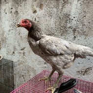Chick \\ Ayam Pakhoy Betina Indukan