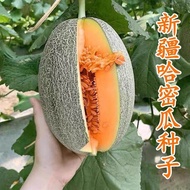 Xinjiang Reticulated Cantaloupe Seeds Four Seasons Sowing Fruits Cantaloupe Melon Fragrant Watermelo
