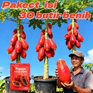 isi 30 butir Benih Pepaya Merah Raksasa Benih Pepaya Manis Pepaya Merah benih biji buah buahan