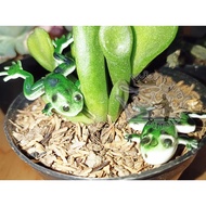 Hinomiya W030 4.5cm frog 2pcs