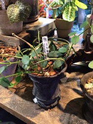 石生毬蘭  Hoya Lithophytica