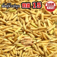 Royal Thai rice variety, Jasmine 100 seeds