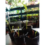 Anak pokok kantan merah jambu