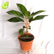 GG - Aglaonema Golden Lipstick