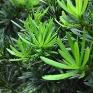 新采罗汉松种子冷藏珍珠雀舌贵妃红芽金钻大叶台湾兰屿罗汉松种子26411A20/280