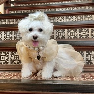 Dress Barong for Dogs and cats Modern Filipiniana for pet Dress barong for your pet by FiL Dog