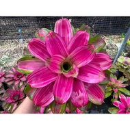 Bromeliad lila Candy - Gha Garden House