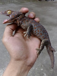 Tokek Rumah ekor cabang