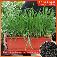 200pcs/bag Organic Chives Seed Biji Benih Daun Kucai 韭菜种子Benih Sayur Sayuran Herb Seeds Vegetable Se
