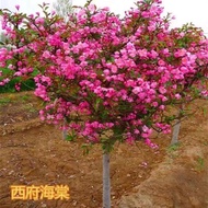 Anak Benih Bunga Begonia Amerika Utara Yang Tinggi Menanam Bonsai Halaman Rumah Pokok Ceri-epal Tumbuh-tumbuhan Bunga Ka
