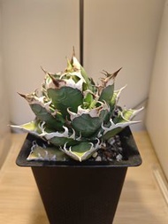 龍舌蘭 Agave Plant 紅貓 植物