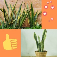 10PohonTanaman Lidah Mertua Hidup, Tanaman Lidah Mertua Jumbo, Tanaman Lidah Mertua Jumbo Super