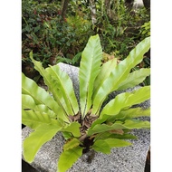 Pokok langsuir besar 3kaki lebar
