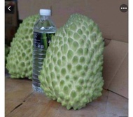 CÂY GIỐNG MÃNG CẦU NA ĐÀI LOAN. [ HƯƠNG VỊ SẦU RIÊNG trái siêu to khổng lồ ].