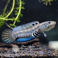 channa blue pulchra 10 cm mental galak