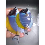 Botana BIRU / Bobi All Size - Ikan Hias Air Laut