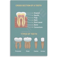 Tooth Anatomy Dental Clinic Poster (3) Canvas Painting for Living Room Bedroom Decor 08x12inch(20x30