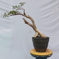 bonsai wareng bintang