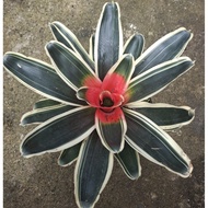 blushing bromeliad big pot