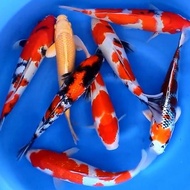 BIBIT IKAN KOI BLITAR SIZE 12-14