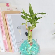 Oneset Lucky Bamboo and Hydrogel