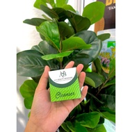 Cleanser As's Beauty Skincare