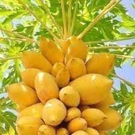 POKOK BETIK KUNING ( cepat berbuah )