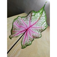 Caladium Fannie Munson US bulb Live Plant