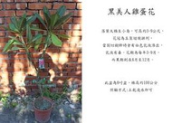 心栽花坊-黑美人香水雞蛋花/8吋盆/觀花植物/香花植物/綠籬植物/售價300特價250