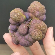 頂級 大佛珠力泥活石(藍紫色) 爺爺級 招財 升運 冥想 改善氣場