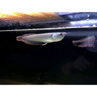 Arwana arowana silver red brazil size 7-8cm