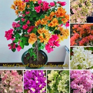 [Quick Delivery]High Quality 100pcs Mixed Dwarf Bougainvillea Seeds for Planting Bougainvillea Spectabilis Willd Potted Flowering Plants Seeds Gardening Bonsai Flower Seeds Rare Mayana Plants Indoor and Outdoor Real Live Plants for Sale Easy To Grow