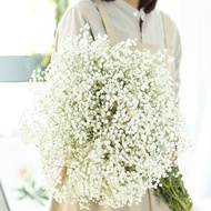 Yunnnan Big Bouquet Gypsophila Fresh Half Dried Bouquet Fresh Decorative Bouquet
