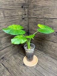 Alocasia Gageana