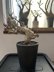 搬屋平放 定植塊根白皮橄欖 Commiphora kataf