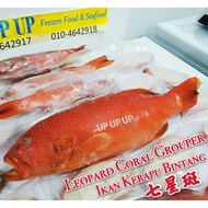 Premium Leopard Coral Grouper / 顶级深海七星斑/ Ikan Kerapu Bintang  #SEAFOOD #FISH