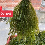 Aquatic dogtail seaweed for aquarium decoration (5 branches get 5 branches free)