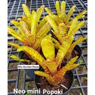 Bromeliad - Neo Popoki Brom jenis mini Tahan Panas / Gha Garden House