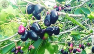 ต้นพันธุ์ต้นหว้า  ลูกหว้า เป็นผลไม้ที่สุกจะมีผลสีม่วงเข้มคล้ายองุ่นรสชาติจะออกหวาน มีรสฝาดเล็กน้อย นิยมมาทำนํ้าลูกหว้า ถุงดำ 39 บาท