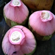 bibit kelapa wulung/ kelapa hijau / kelapa wulung hijau asli hijau