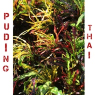 Pokok bunga puding kampung thai / puding thai murah