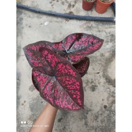 (T.A)Caladium mix(only1)😍