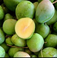Mangga epal muda putik segar 1 kg