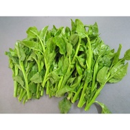 Ceylon spinach 10 Seeds 皇帝苗 10粒