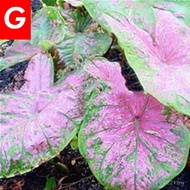 Unleash Nature's Elegance: Grow 30PCS Thai Caladium Seeds for Stunning Perennial Flower Potted Plants and Bonsai