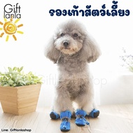 Dog Shoes Cat