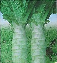 Seed Packet: ADB Inc. Green Asparagus Seeds :Package Seeds Only